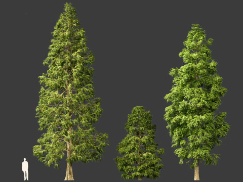 Metasequoia glyptostroboides - Dawn redwood 03 3D Model