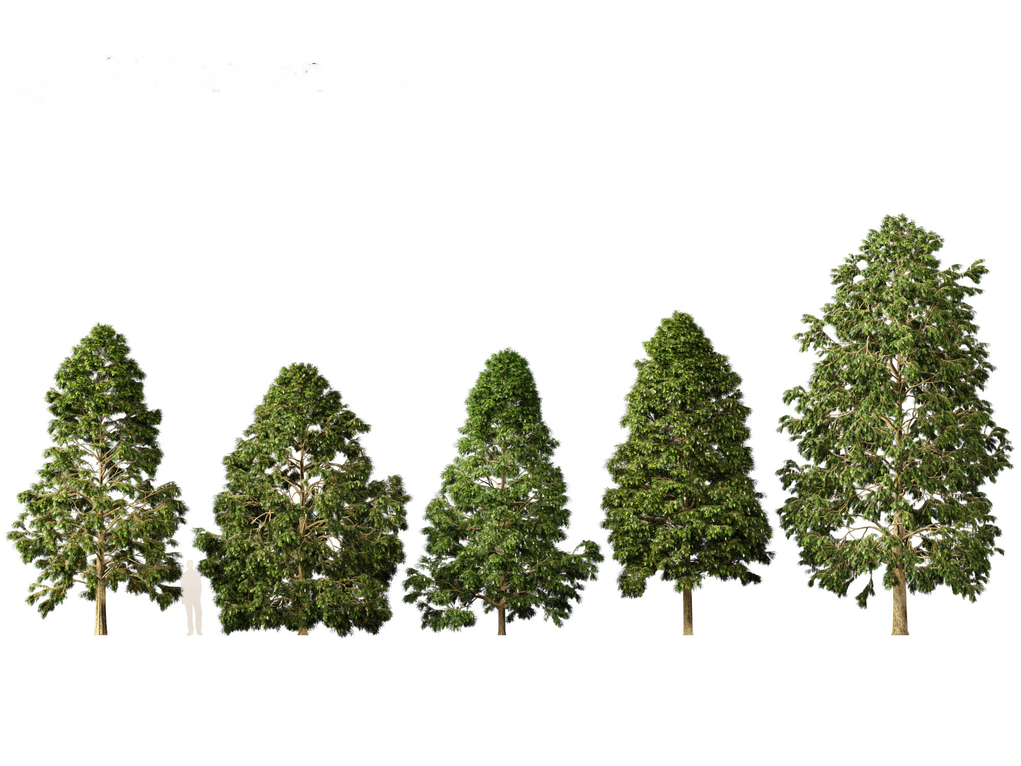 Metasequoia glyptostroboides - Dawn redwood 02 3D Model .c4d .max .obj .3ds .fbx .stl .blend 