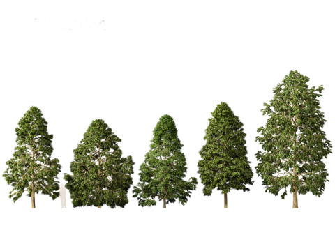 Metasequoia glyptostroboides - Dawn redwood 02 3D 모델