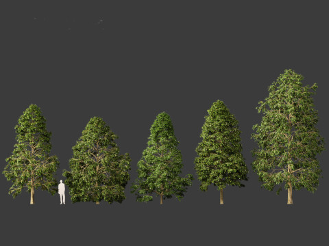 Metasequoia glyptostroboides - Dawn redwood 02 3D Model