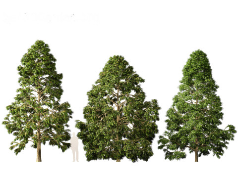 Metasequoia glyptostroboides - Dawn redwood 02 3D Model