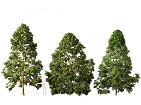 Metasequoia glyptostroboides - Dawn redwood 02 3D Model