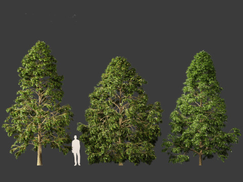 Metasequoia glyptostroboides - Dawn redwood 02 3D Model