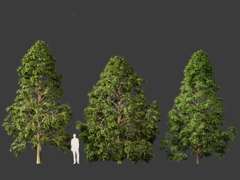 Metasequoia glyptostroboides - Dawn redwood 02 3D Model