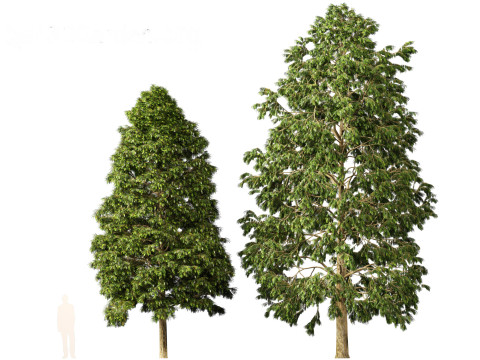 Metasequoia glyptostroboides - Dawn redwood 02 3D Model