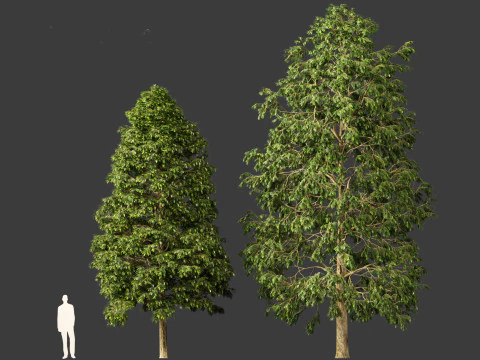 Metasequoia glyptostroboides - Dawn redwood 02 3D Model