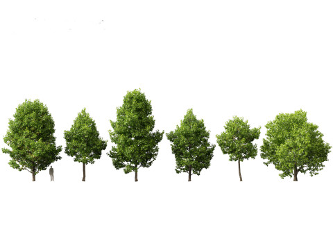 Liriodendron tulipifera - tulip tree 01 3D 모델
