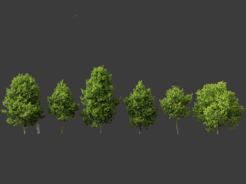 Liriodendron tulipifera - tulip tree 01 Model 3D