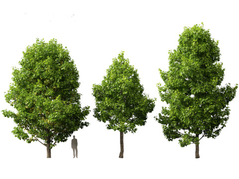 Liriodendron tulipifera - tulip tree 01 Model 3D