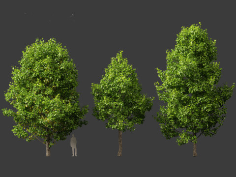 Liriodendron tulipifera - tulip tree 01 Model 3D