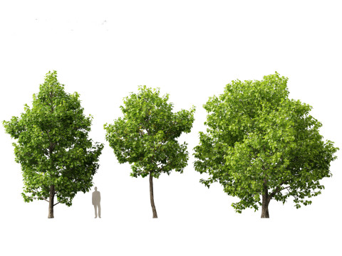 Liriodendron tulipifera - tulip tree 01 Model 3D