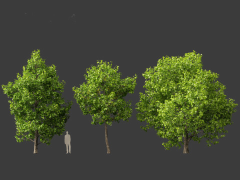 Liriodendron tulipifera - tulip tree 01 Model 3D