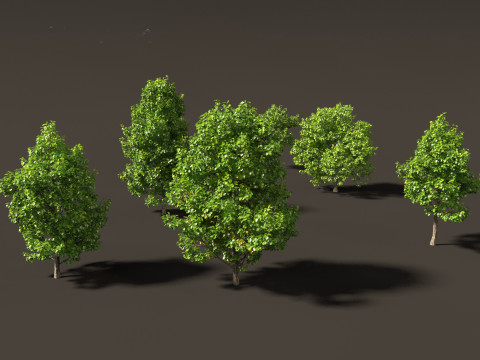 Liriodendron tulipifera - tulip tree 01 Model 3D