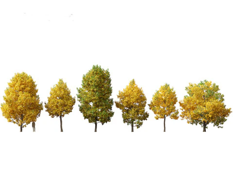 Liriodendron Tulipifera - 튤립 나무 02 3D 모델