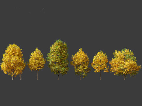 Liriodendron tulipifera - tulip tree 02 Modelo 3D