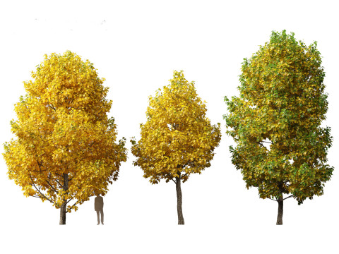 Liriodendron tulipifera - tulip tree 02 Modelo 3D