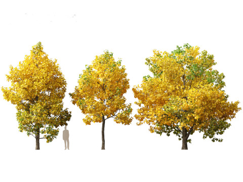 Liriodendron tulipifera - tulip tree 02 Modelo 3D