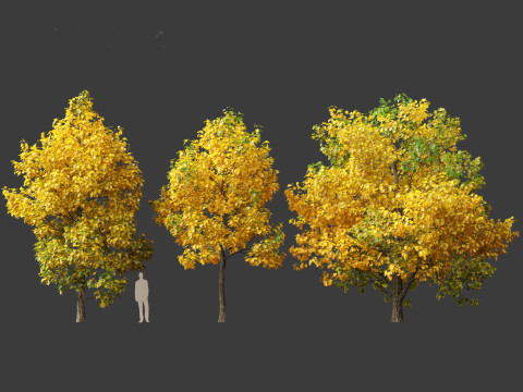 Liriodendron tulipifera - tulip tree 02 Modelo 3D