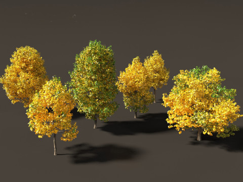 Liriodendron tulipifera - tulip tree 02 Modelo 3D