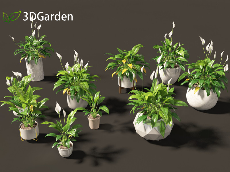 Spathiphyllum kochii - Peace lilies 3D Model .c4d .max .obj .3ds .fbx .stl .blend 