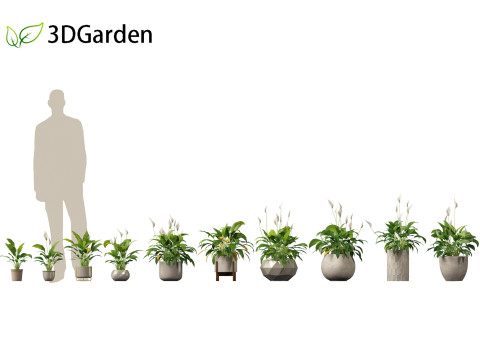 Spathiphyllum kochii - Peace lilies 3D Model