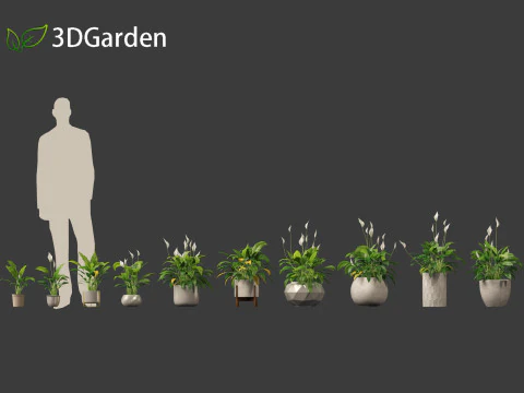 Spathiphyllum kochii - l&iacute;rios da paz Modelo 3D