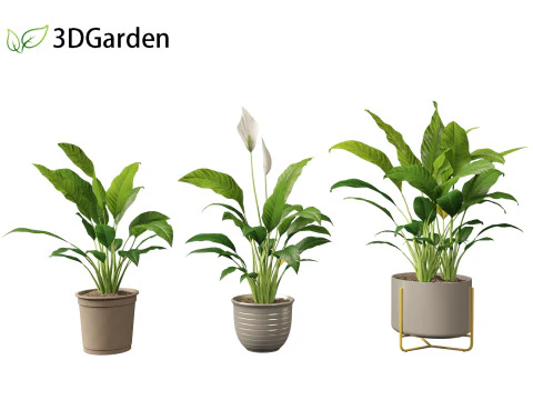 Spathiphyllum kochii - l&iacute;rios da paz Modelo 3D