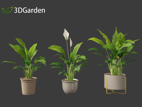 Spathiphyllum kochii - Peace lilies 3D Model