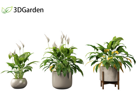 Spathiphyllum kochii - Peace lilies 3D Model