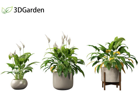 Spathiphyllum kochii - l&iacute;rios da paz Modelo 3D