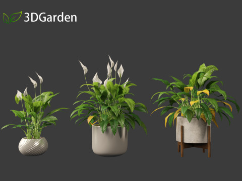 Spathiphyllum kochii - Peace lilies 3D Model