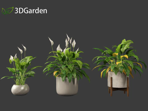 Spathiphyllum kochii - l&iacute;rios da paz Modelo 3D