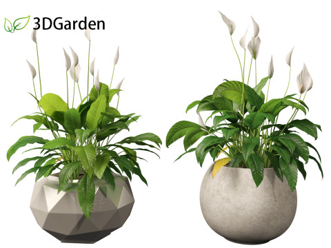Spathiphyllum kochii - Peace lilies 3D Model