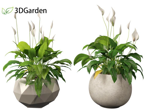 Spathiphyllum kochii - l&iacute;rios da paz Modelo 3D