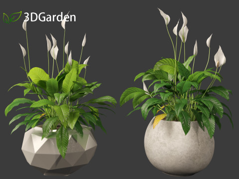 Spathiphyllum kochii - Peace lilies 3D Model