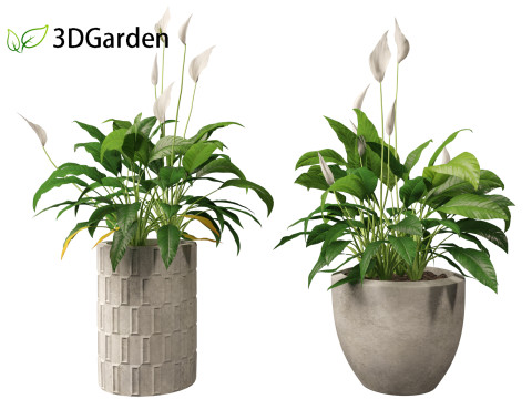Spathiphyllum kochii - Peace lilies 3D Model
