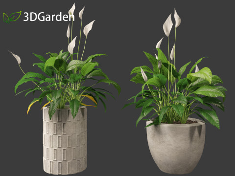 Spathiphyllum kochii - Peace lilies 3D Model