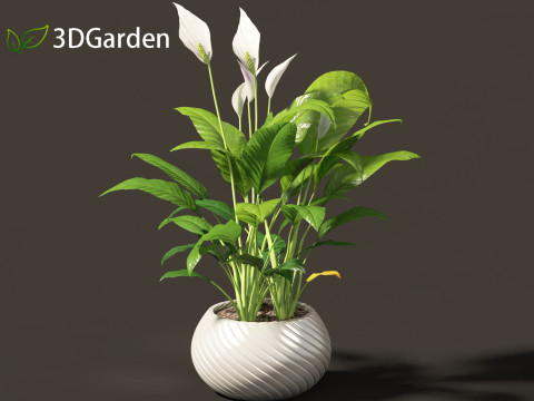 Spathiphyllum kochii - Peace lilies 3D Model