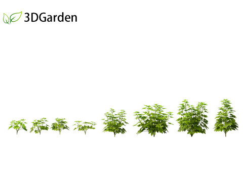 Schefflera octophylla - umbrella plant 01 3D Model