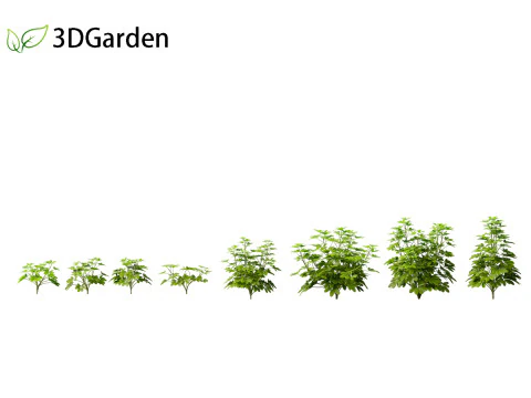 Schefflera octophylla - pianta ombrello 01 Modello 3D