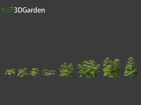 Schefflera octophylla - umbrella plant 01 Model 3D