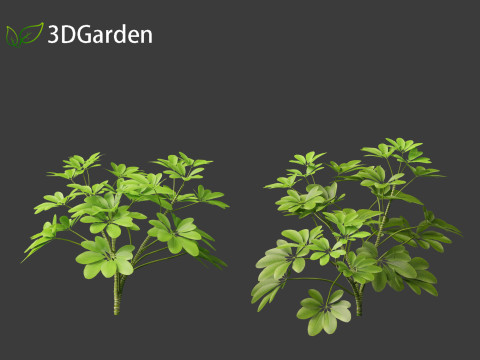 Schefflera octophylla - umbrella plant 01 Model 3D