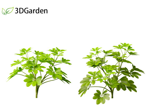 Schefflera octophylla - umbrella plant 01 Model 3D