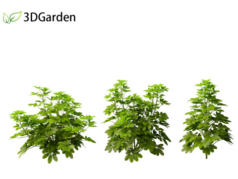 Schefflera octophylla - umbrella plant 01 Model 3D