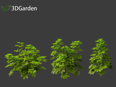 Schefflera octophylla - umbrella plant 01 Model 3D