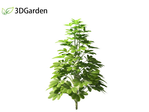 Schefflera octophylla - umbrella plant 01 Model 3D