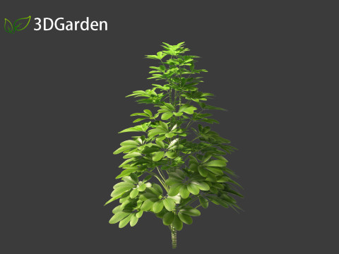 Schefflera octophylla - umbrella plant 01 Model 3D