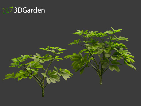 Schefflera octophylla - umbrella plant 01 Model 3D