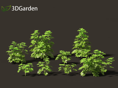 Schefflera octophylla - umbrella plant 01 Model 3D