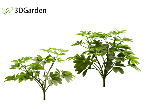 Schefflera octophylla - umbrella plant 01 Model 3D